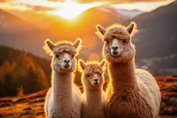 Foto op Canvas Scene is peaceful and serene with alpacas © smth.design