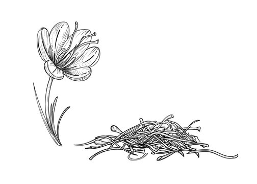 Hand drawn sketch black and white illustration of saffron flowers, crocus, leaf. Vector illustration. Elements in graphic style label, sticker, menu, package. Engraved style illustration.