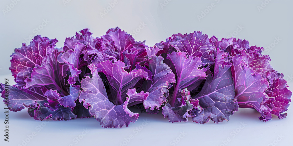 Wall mural Vibrant Purple Kale Displayed Against a Soft Grey Background