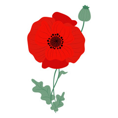 Obraz premium Red poppy flower with green leaves. Vector illustration. Symbol of memory, military and victory.