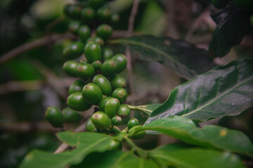 Coffee branch with green coffee berries surrounded by leaves