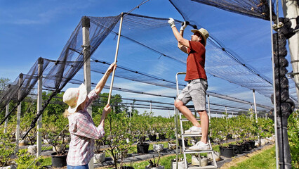 Farmers installing anti hail netting on a agricultural farm for protecting fruits, vegetables and crops from severe weather conditions.