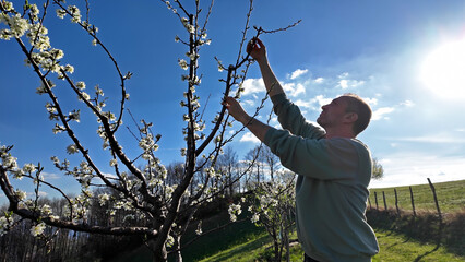 Man checking and examining blooming flowers of a fruit tree, indicating springtime season.