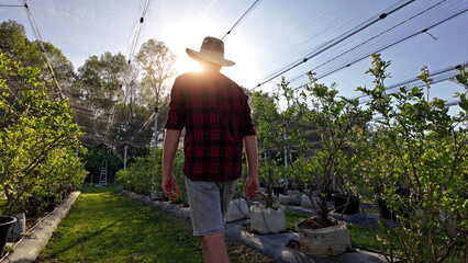 A male gardener with hat walking and checking plants in the blueberries plant nursery, indicating the start of the spring season in an blueberries organic farm.
