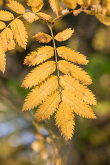 Autumn leaves of mountain ash in sunlight on blurred foliage background. Bright yellow leaves with serrated edges and dark yellow veins. Green and yellow leaves in the backdrop. - 794787758