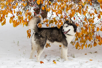 A magnificent Siberian Husky with mesmerizing blue eyes and a thick fur coat sits majestically in a tranquil snowy forest, surrounded by snow-covered trees, embodying the essence of winter elegance. - 794787785