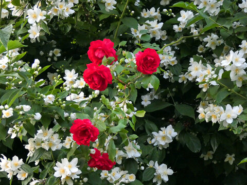 Red roses in Rostock Dierkow