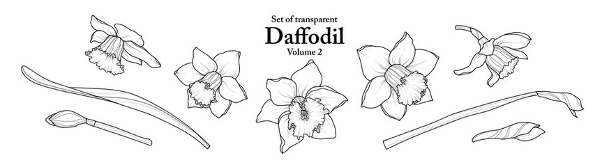 A series of isolated flower in cute hand drawn style. Daffodil in black outline on transparent background. Drawing of floral elements for coloring book or fragrance design. Volume 2.