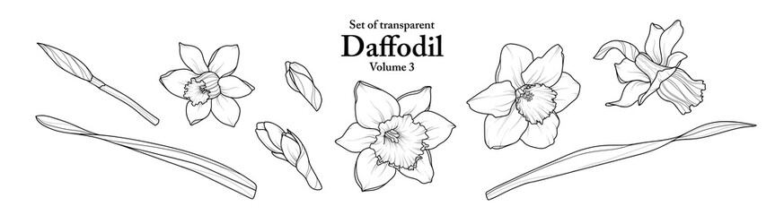 A series of isolated flower in cute hand drawn style. Daffodil in black outline on transparent background. Drawing of floral elements for coloring book or fragrance design. Volume 3.
