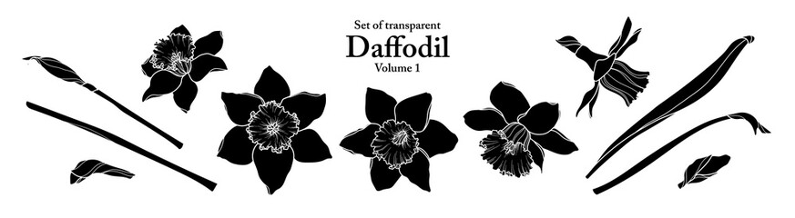A series of isolated flower in cute hand drawn style. Silhouette Daffodil on transparent background. Drawing of floral elements for coloring book or fragrance design. Volume 1.