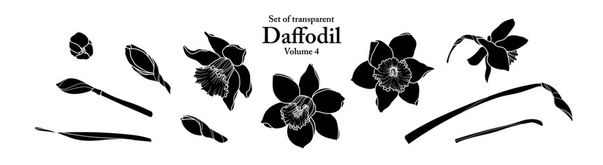 A series of isolated flower in cute hand drawn style. Silhouette Daffodil on transparent background. Drawing of floral elements for coloring book or fragrance design. Volume 4.