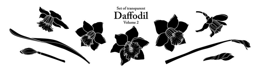 A series of isolated flower in cute hand drawn style. Silhouette Daffodil on transparent background. Drawing of floral elements for coloring book or fragrance design. Volume 2.