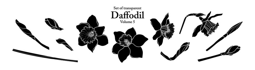 A series of isolated flower in cute hand drawn style. Silhouette Daffodil on transparent background. Drawing of floral elements for coloring book or fragrance design. Volume 5.