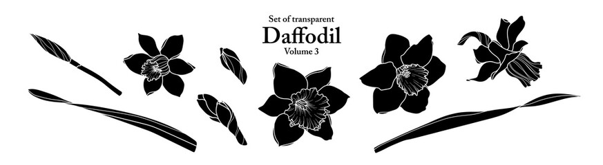 A series of isolated flower in cute hand drawn style. Silhouette Daffodil on transparent background. Drawing of floral elements for coloring book or fragrance design. Volume 3.