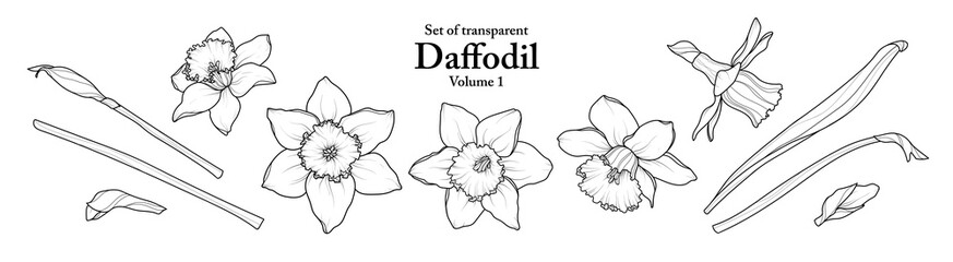 A series of isolated flower in cute hand drawn style. Daffodil in black outline and white plain on transparent background. Drawing of floral elements for coloring book or fragrance design. Volume 1.