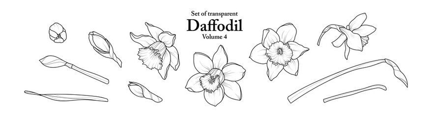 A series of isolated flower in cute hand drawn style. Daffodil in black outline and white plain on transparent background. Drawing of floral elements for coloring book or fragrance design. Volume 4.