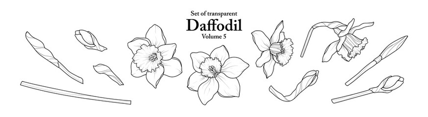 A series of isolated flower in cute hand drawn style. Daffodil in black outline and white plain on transparent background. Drawing of floral elements for coloring book or fragrance design. Volume 5.
