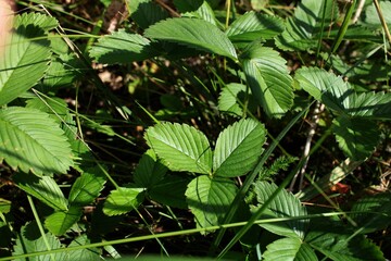 leaves of strawberry