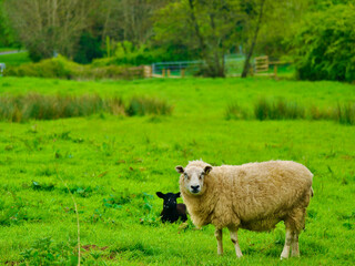 Fototapeta premium sheep in a field