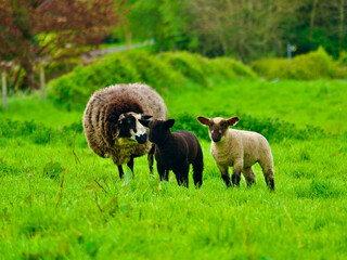 sheep in the field