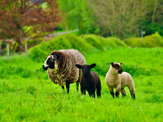 sheep and lambs