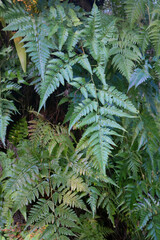 Monstera plant leaves, tropical vines protected against jungle background, sunset. cancel big tree. tropical forest. rainforest. Southeast Asian country. including clipping paths