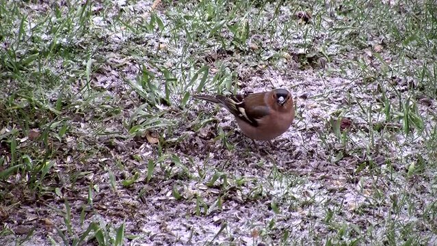 Bei leichtem Schneefall sucht das Buchfink-M&auml;nnchen Futter in der Wiese