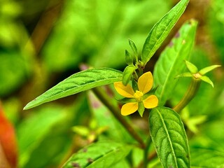 small yellow flowers grow on green plants