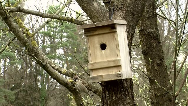 Ein Sperling sitzt auf einem Ast vor einem Brutkasten (Halbtotale)