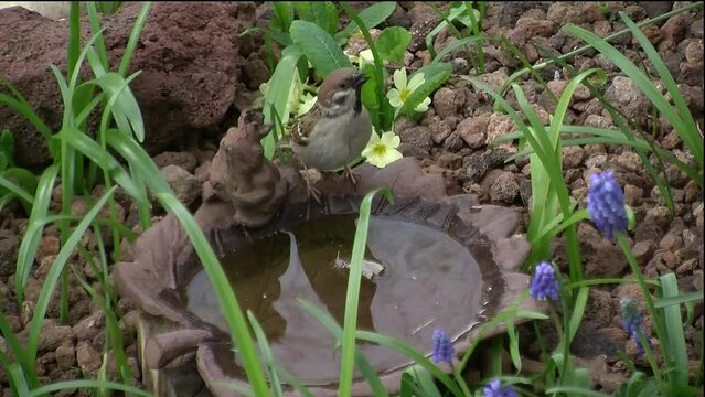 Zwischen gelben Primeln und lila Traubenhyazinthen landet ein Feldspatz an der Vogeltr&auml;nke um zwei Schluck Wasser zu trinken