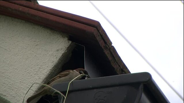 Ein Feldsperling bringt Baumaterial f&uuml;r das Nest durch eine &Ouml;ffnung am Anfang der Dachrinne (Originalton, Makroaufnahme)