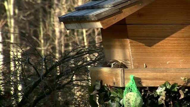 Durch zwei Spatzen ist kein Platz frei f&uuml;r die Blaumeisen