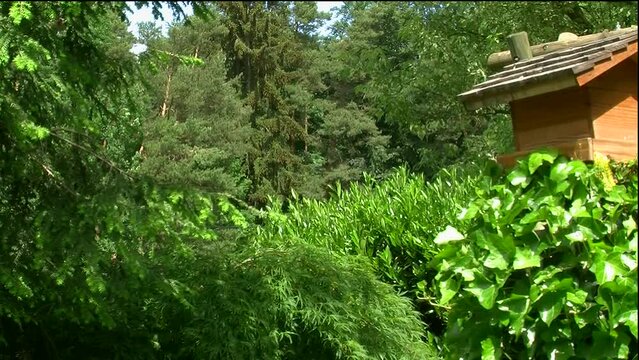 Von den &Auml;sten einer Hemlocktanne fliegen Stieglitz, Spatz und Buntspecht zum Vogelhaus und zur&uuml;ck (Halbtotale)