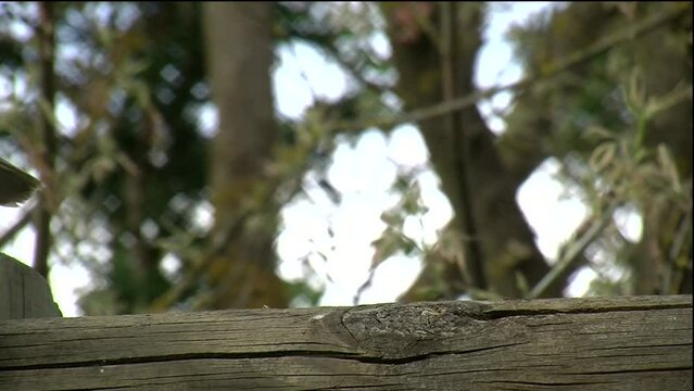 Eine T&uuml;rkentaube in Gro&szlig;aufnahme auf einem Holzbalken