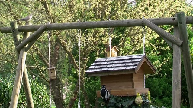 Ein Buntspecht am Vogelhaus und eine T&uuml;rkentaube am Querbalken einer Kinderhutsche (Originalton, Totale)
