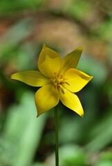 Wilde Tulpe (Tulipa sylvestris), auch Weinberg-Tulpe am Kahlenberg, Österreich