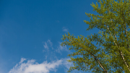 Fresh spring leaves against blue sky