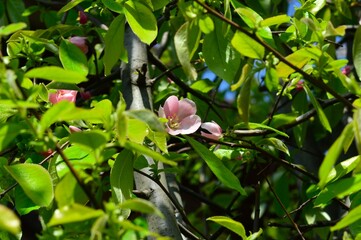 花梨の花　花櫚　かりん　榠樝