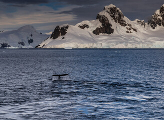 Impression of a diving humpback whale near Graham passage in the Antarctic peninsula. 