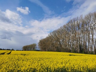 Obraz premium Rape plants in bloom in the fields in spring in northern Germany