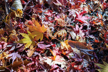 落ちた紅葉も美しい。
The fallen autumn leaves are also beautiful.

日本国神奈川県鎌倉市にて。
2021年12月19日撮影。

北鎌倉の明月院。
花のお寺として著名。
秋の紅葉、春の紫陽花は特に美しい。

In Kamakura City, Kanagawa Prefecture, Japan.
Photographed on December 19,