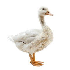 Obraz premium White pekin duck on isolated transparent background