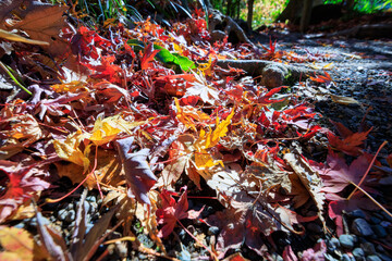 落ちた紅葉も美しい。
The fallen autumn leaves are also...