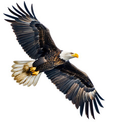 Fototapeta premium Bald eagle flying on isolated transparent background