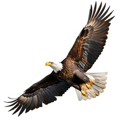 Fototapeta premium Bald eagle flying on isolated transparent background
