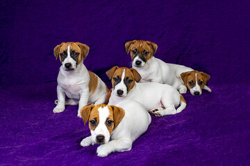 small Jack Russell puppies on a purple background. Raising and training puppies