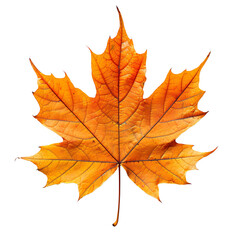 Fototapeta premium Maple leaf on isolated transparent background