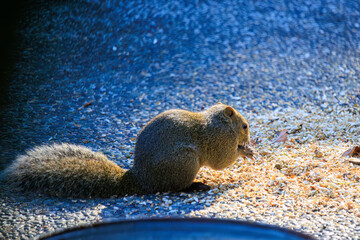 境内の餌場で餌を食べる可愛いタイワンリス。
Cute Taiwan squirrels feeding at a...