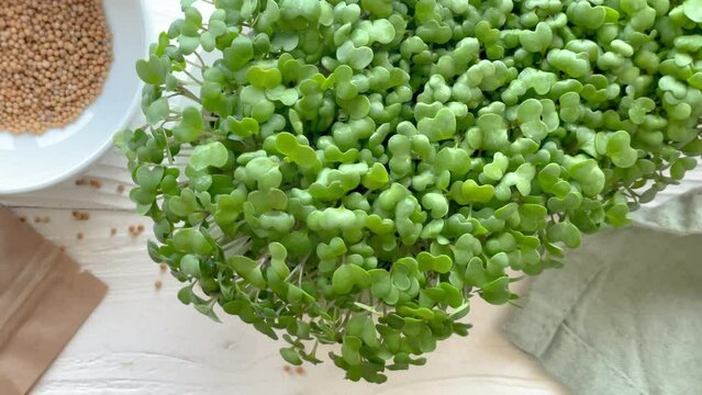 Containers with radish green microgreen sprouts on table.