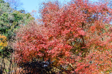 美しい境内の紅葉。
Beautiful autumn leaves in the...